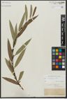 Foto von Salix acutifolia Willd.
